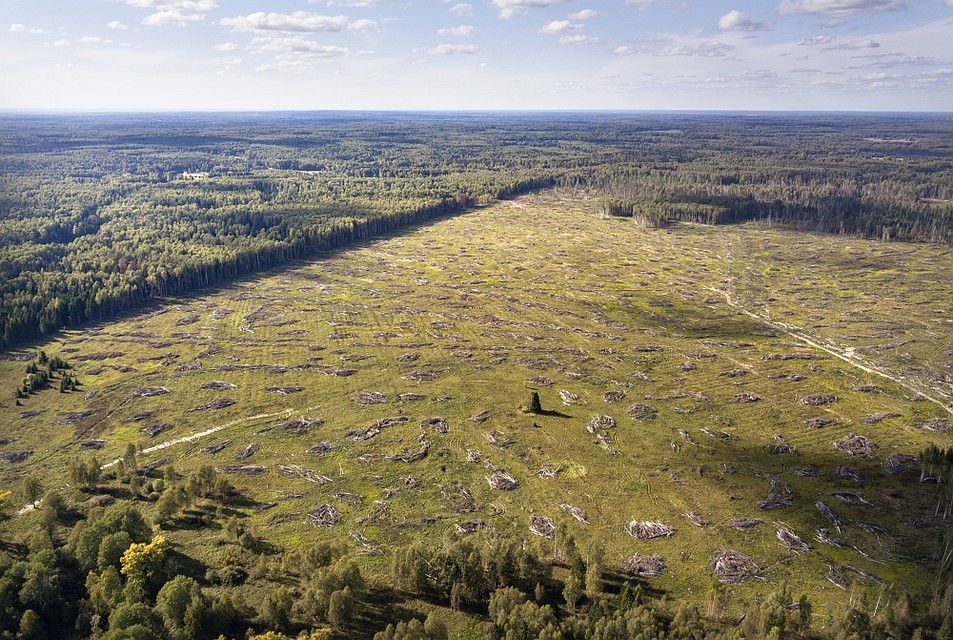 ФОТО: forestforum.ru
