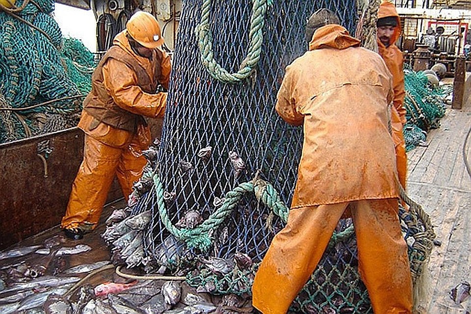 Вылов мойвы в Баренцевом море может быть прекращен. Фото: с сайта murmansk.fishretail.ru