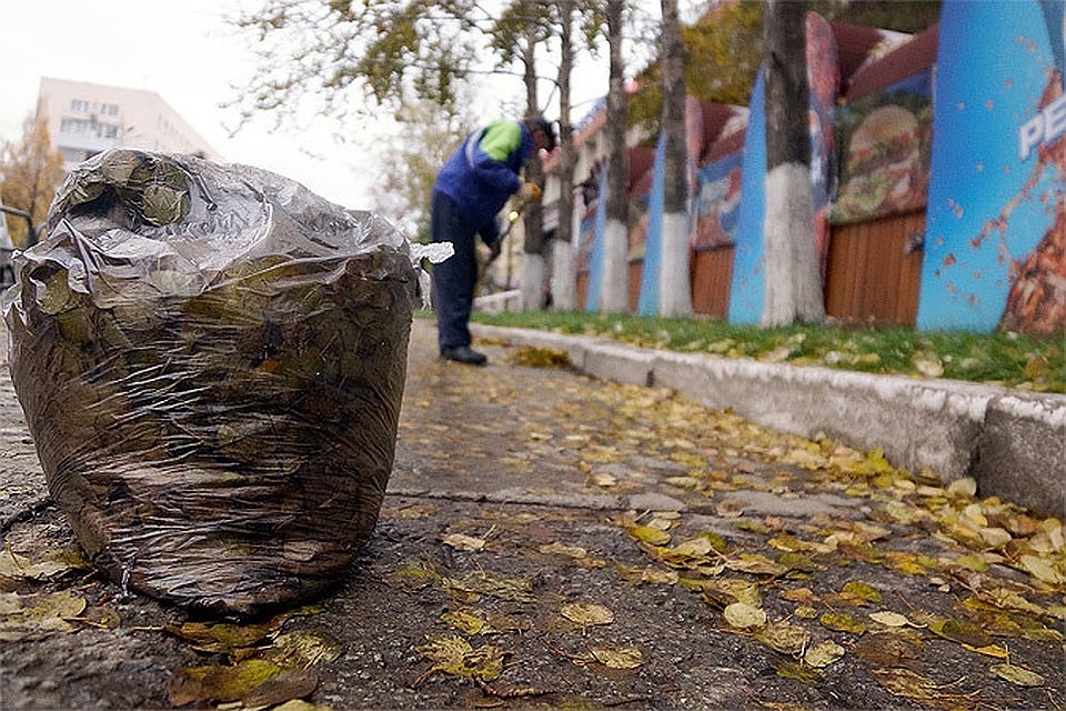 До сих пор листья собирали вручную.