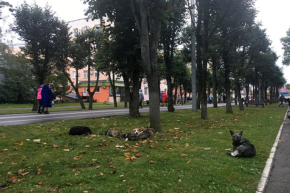 Октябрьскую революцию в Смоленске планируют благоустроить.