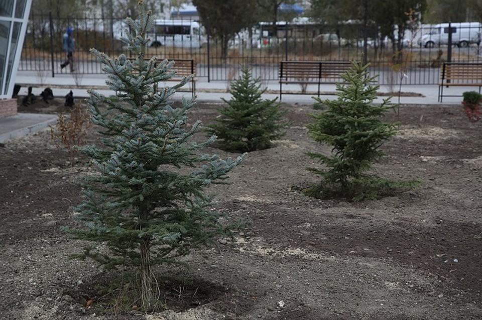 В этом году в Волгограде уже высадили несколько тысяч молодых растений. Фото: мэрия