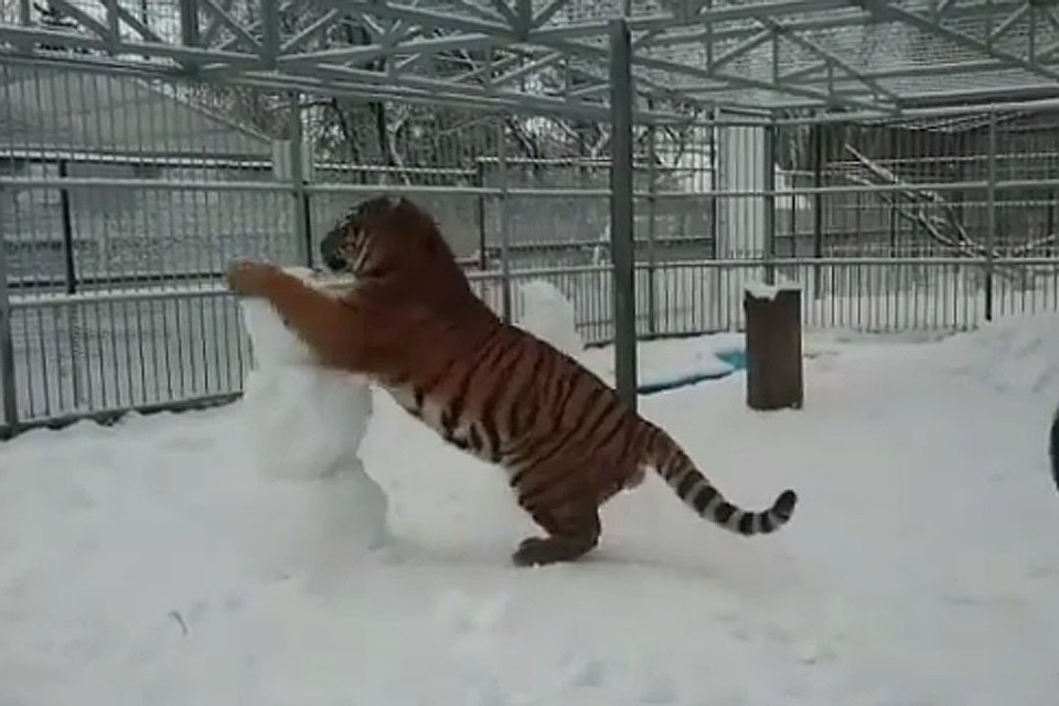 Шерхан играет со снеговиками