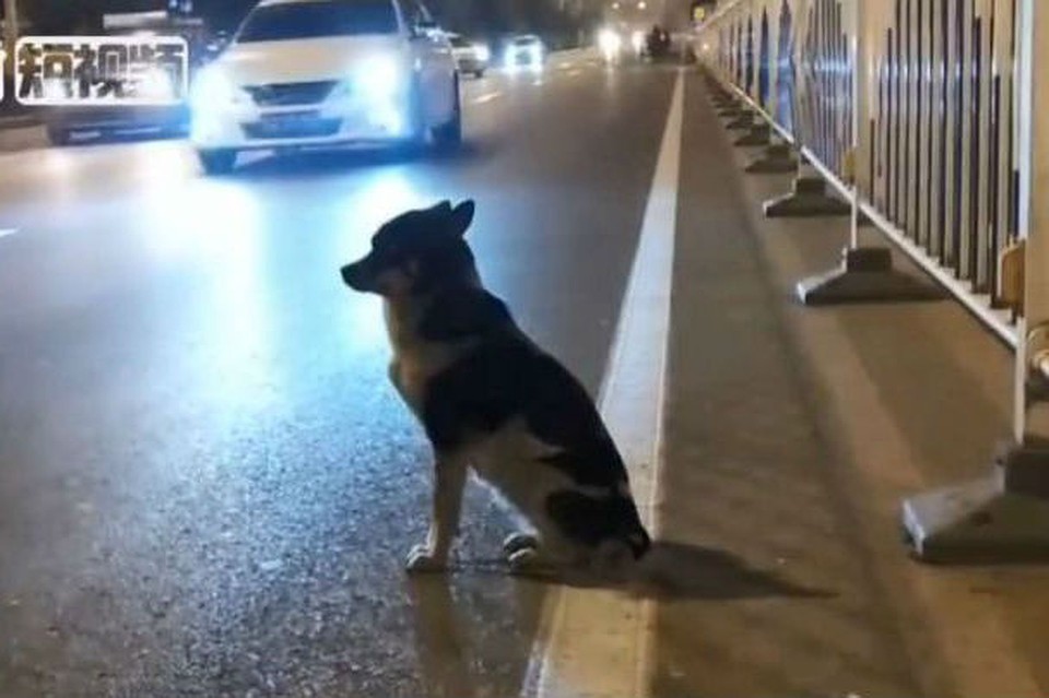 Верный пёс ждёт погибшую хозяйку со дня её гибели