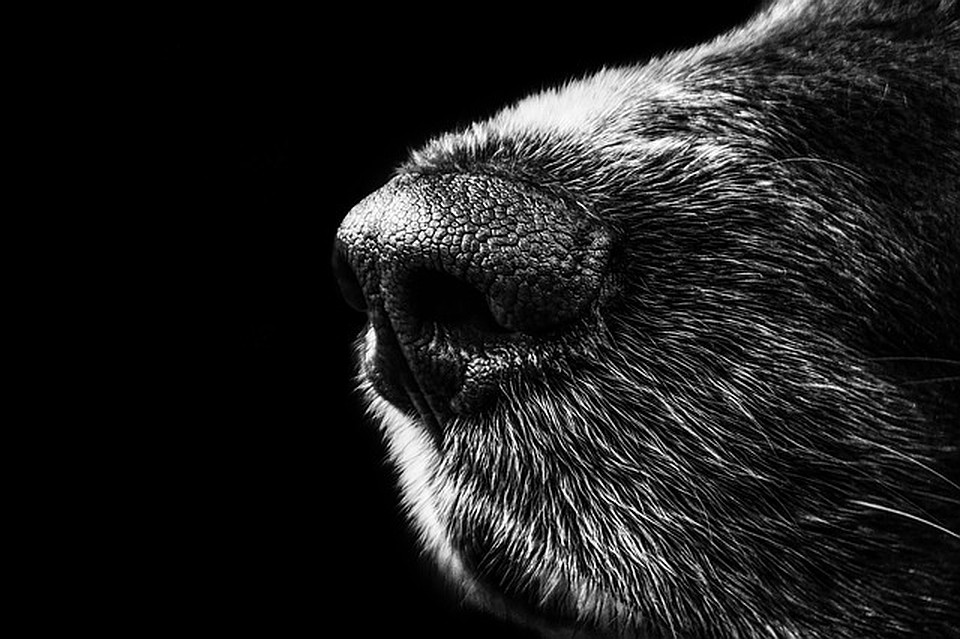 Животным из «Верности» помогли смоленские школьники. ФОТО: pixabay.com