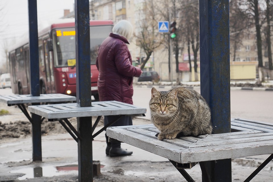 Снег будет мокрым и быстро растает