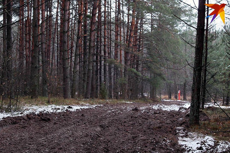 В лесопарке в Гродно мужчина ограбил и изнасиловал девушку