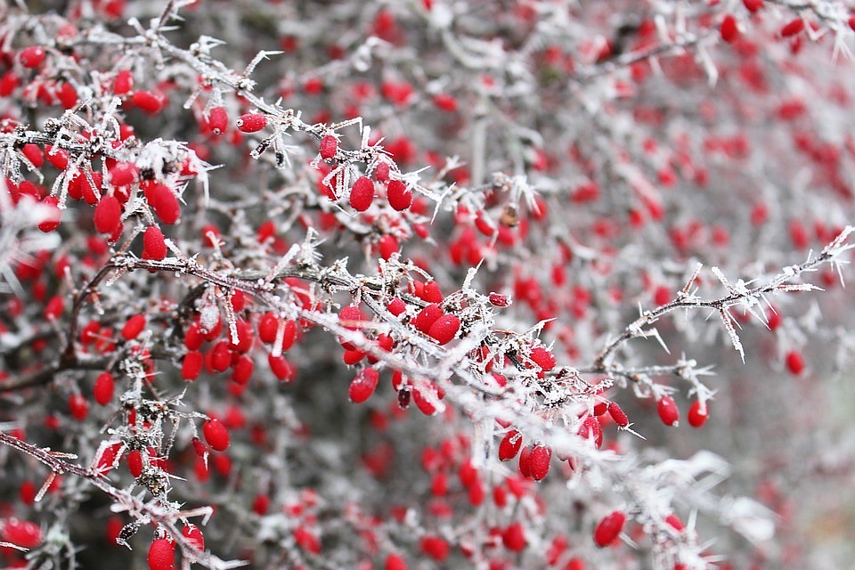 Фото: pixabay.com