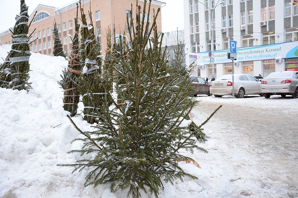 "Комсомолка" рассказывает, сколько стоят зеленые красавицы в Коми