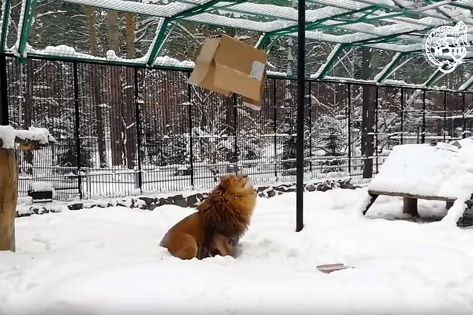 Лев Сэм, как и все кошки, неравнодушен к картону. Фото: Новосибирский зоопарк им. Р. Шило.