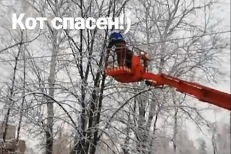 Спасатели пытались снять кота, но он спрыгнул сам