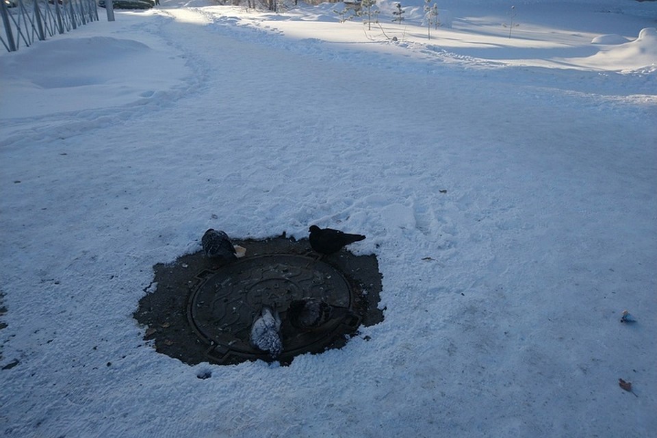 По словам специалистов, в мороз гибнут самые слабы и больные птицы