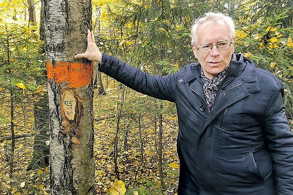 Деревья продлевают жизнь, уверены ученые