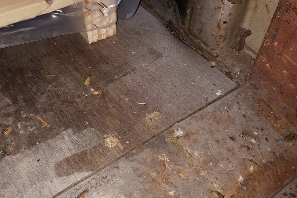 Ягодный клоп приехал в Магадан вместе с запчастями. Фото: региональное управление Россельхознадзора