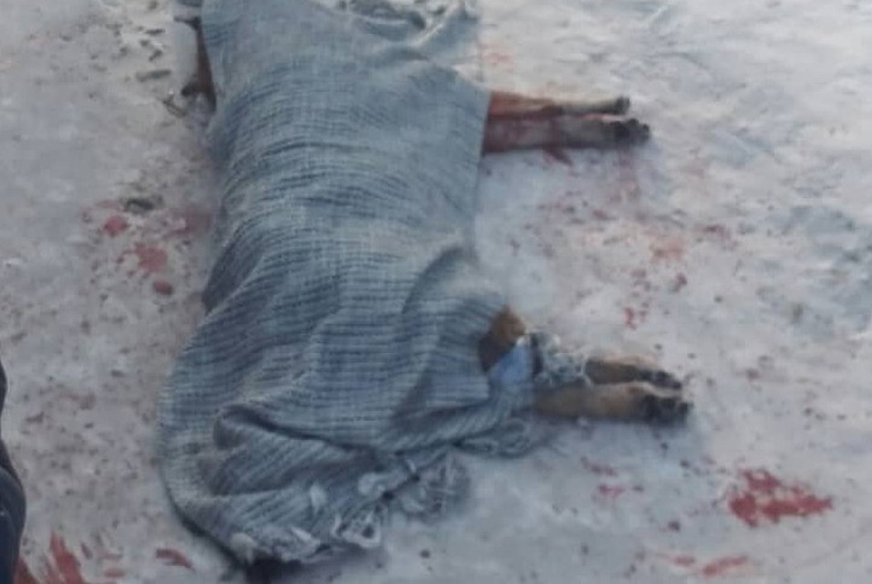 Волк погиб по вине собственного владельца Фото: Альмиры Сенди