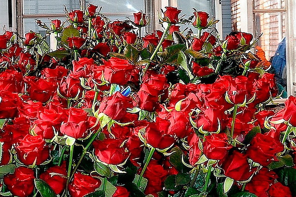 Охапку из 101 розы мужчина подарил любимой девушке.