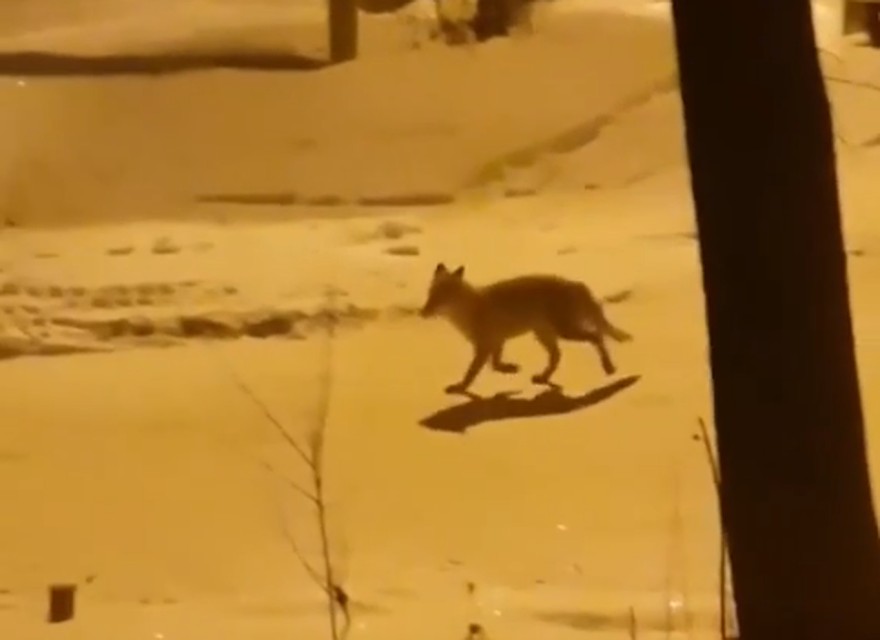 Скриншот из видео