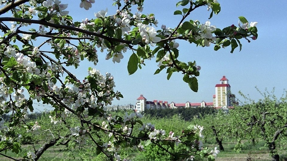 Похоже, дальнейшая вырубка яблоневому саду все же не грозит.