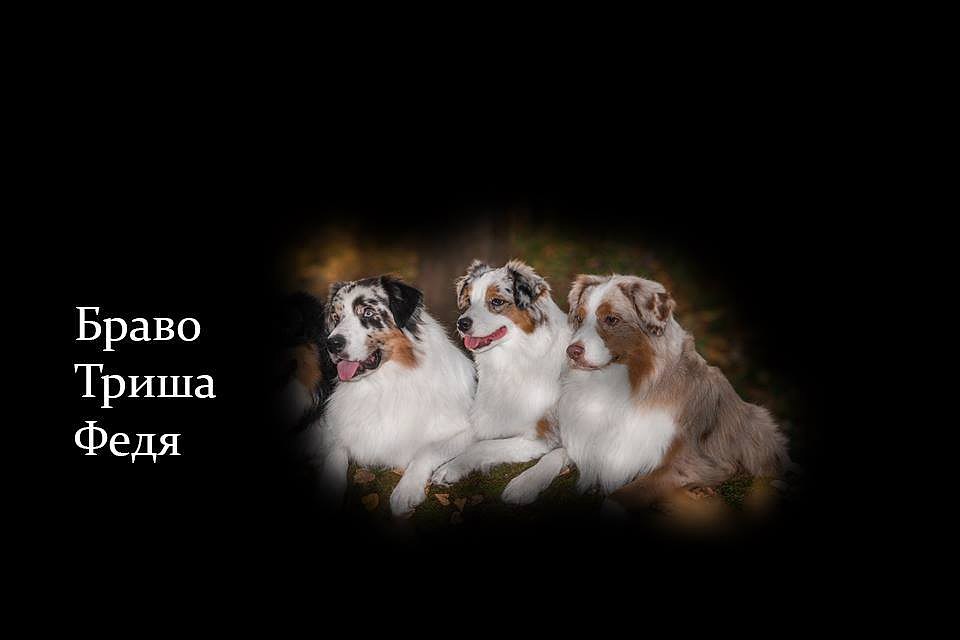 В Подмосковье трёх редких овчарок застрелили на глазах у хозяина