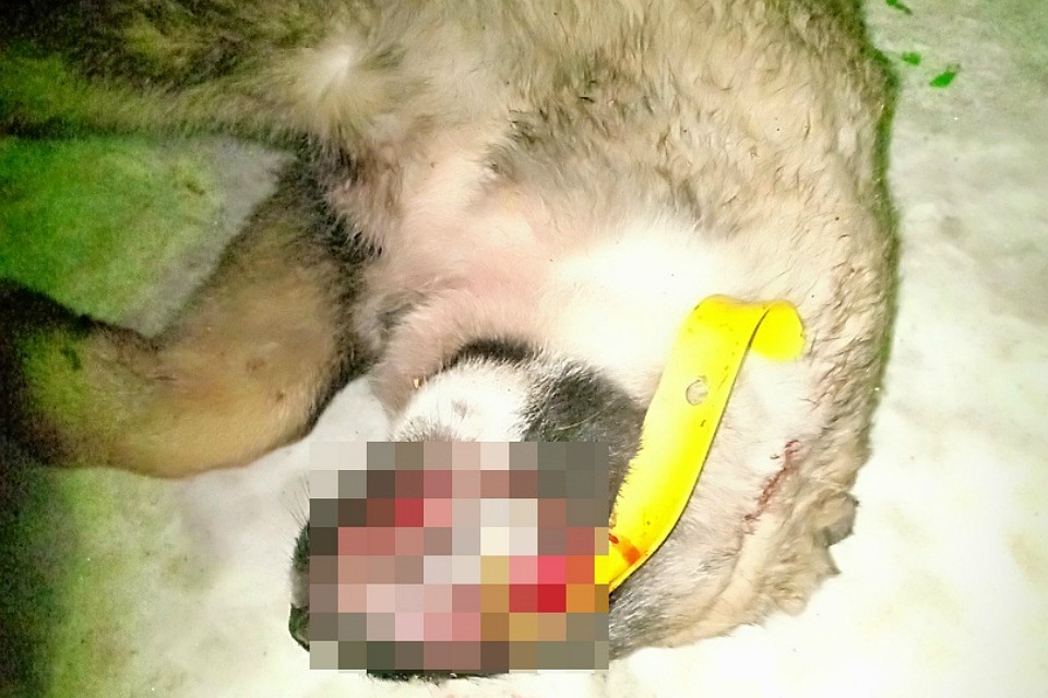 Уголовное дело возбудили, а значит за издевательства над беззащитным щенком придется ответить по закону. Фото: vk.com/pz_51.