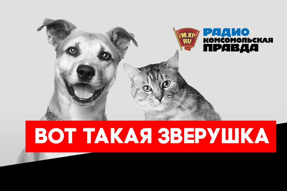 Если кот сошел с ума... Как понять, что у животного болезнь нервной системы