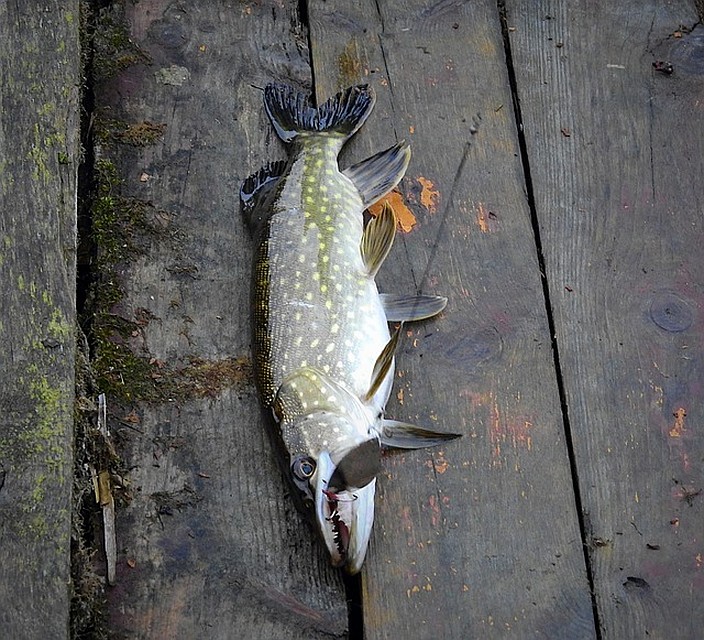 ФОТО: pixabay.com