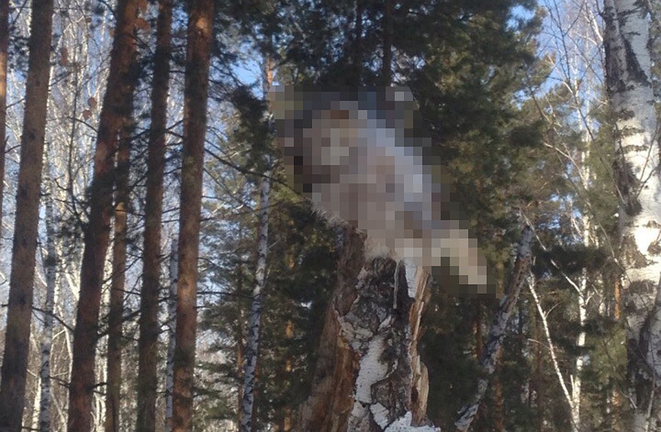 Труп зайца на дереве. Фото: Анастасия Банникова.