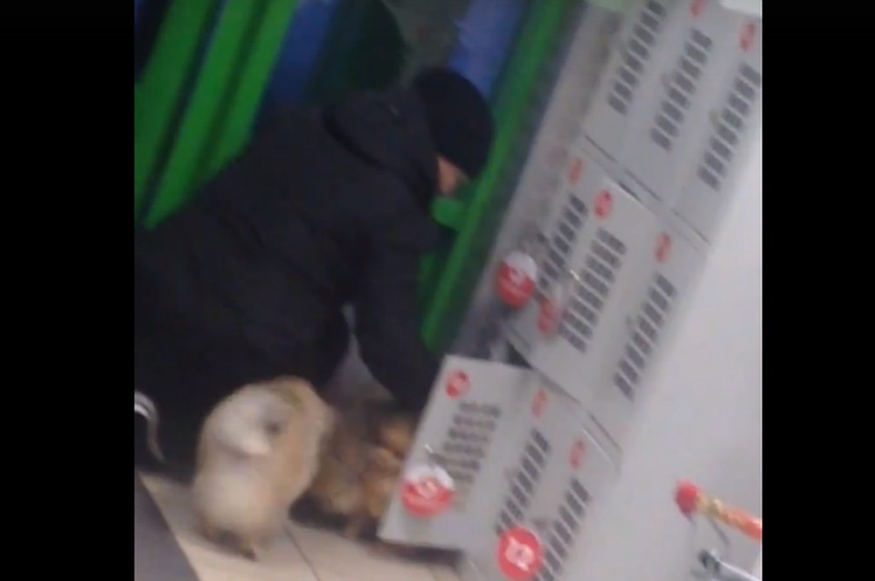 Женщина убрала собак в камеру хранения. Фото: стоп-кадр виде из группы "Подслушано в Рыбинске"/vk.com