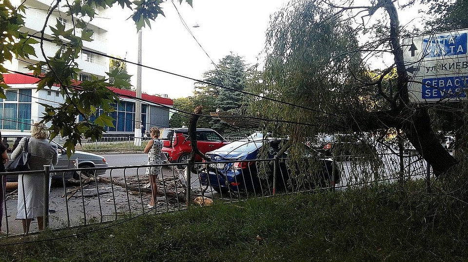 Водителей просят не оставлять машины возле деревьев.