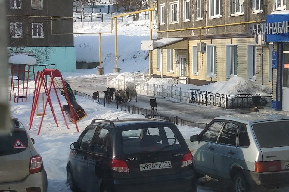 Стая собак возле детской площадки, где играют дети. Фото: читатель kp.ru.