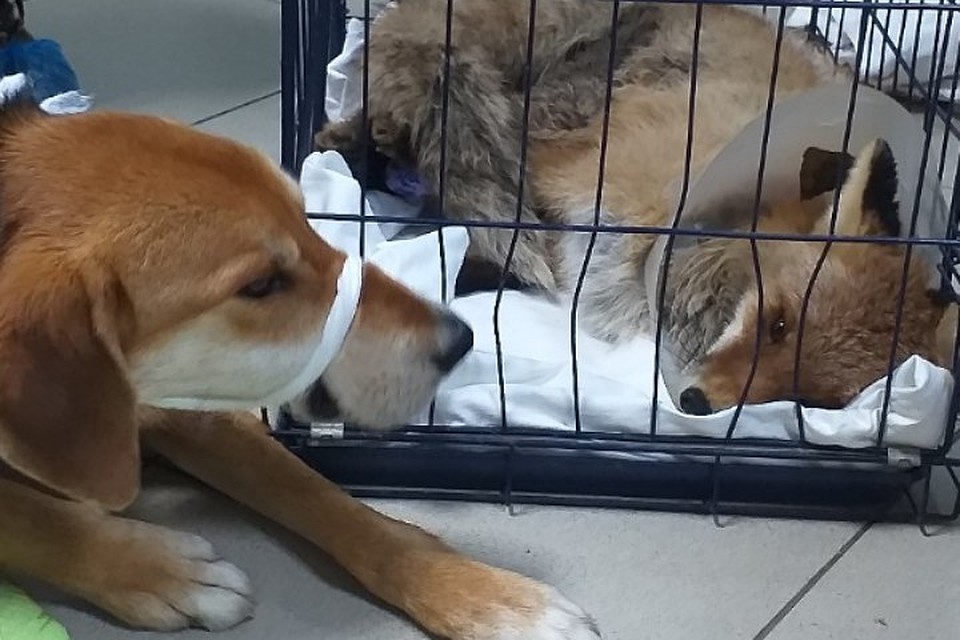 Беда объединяет. Фото: группа ВК «Zoohelp Антидогхантер Пермь»