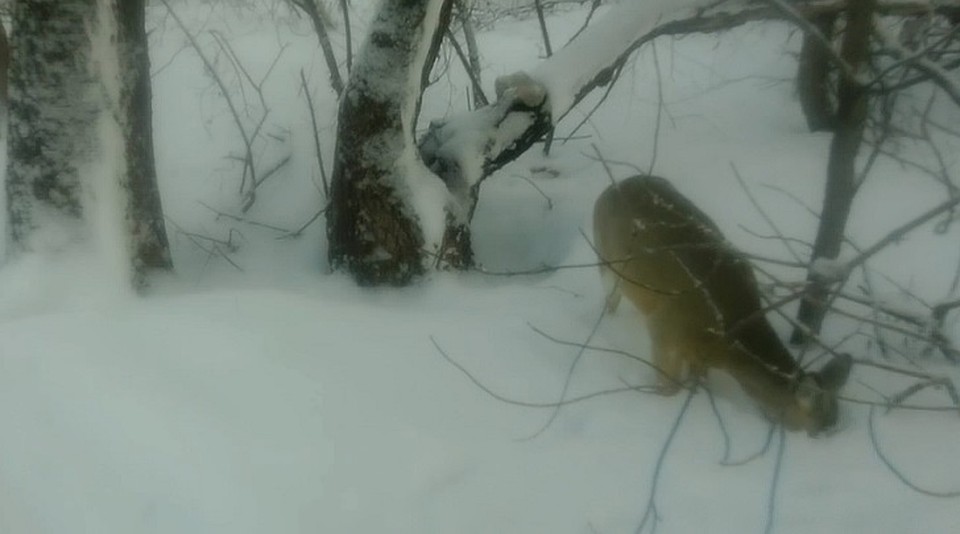Фото: стоп-кадр видео от национального парка "Башкирия"