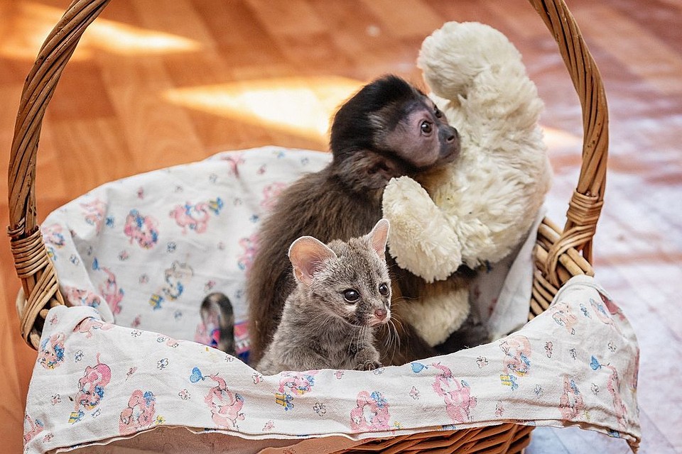 Малыши, как и все дети, любят мягкие игрушки. Фото: novosibirsk_zoo.
