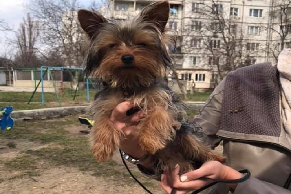 Кто потерял этого милого йорка? (Фото: соцсети).