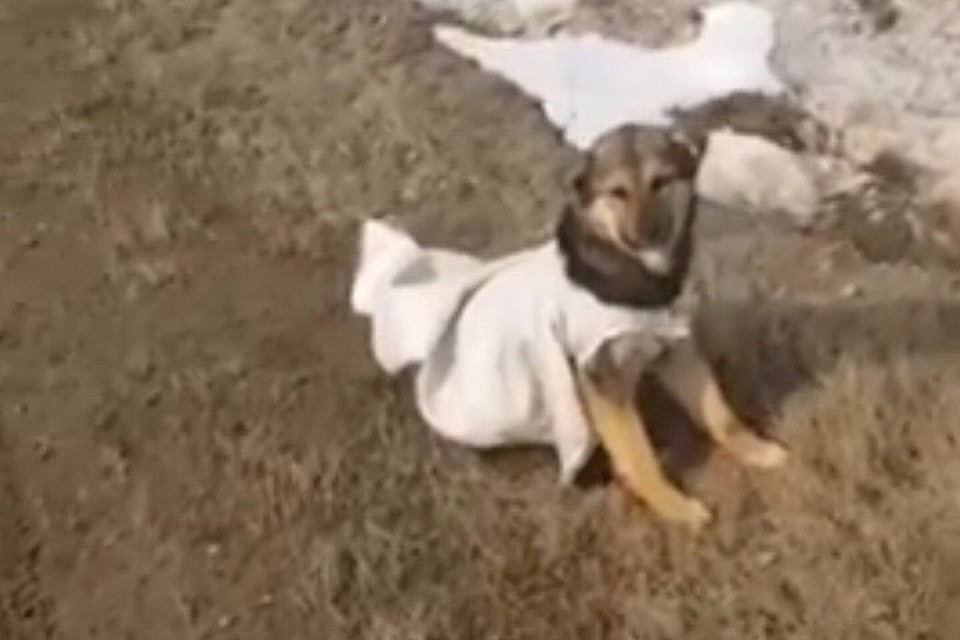 Фото: скриншот