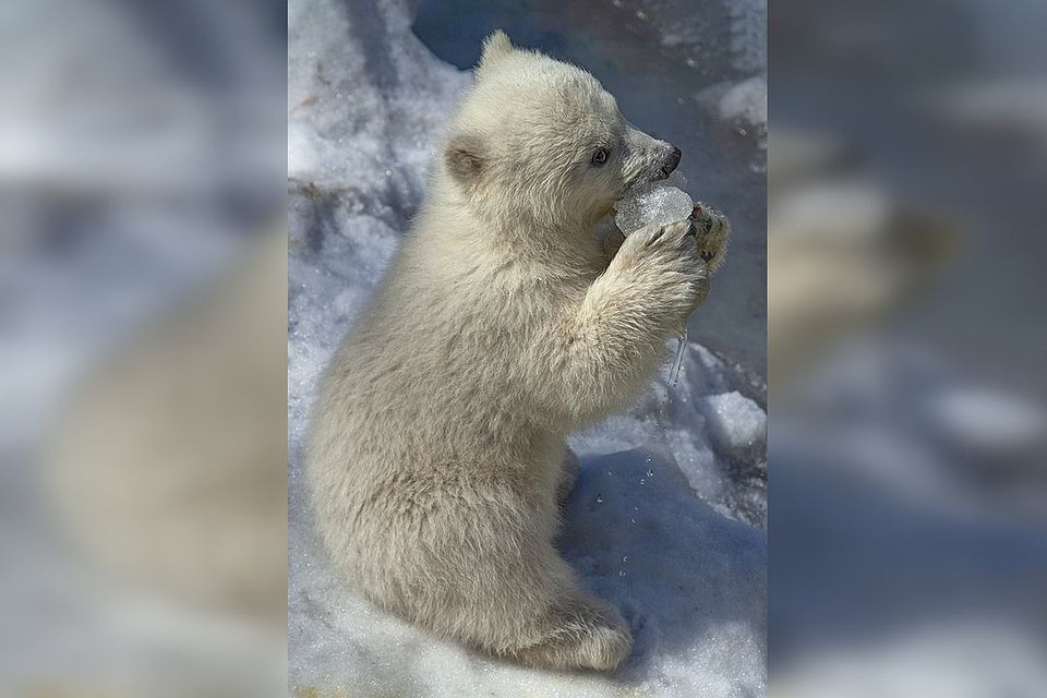 Медвежата с интересом изучают воду в бассейне. Фото: vk.com/novosibirsk_zoo.