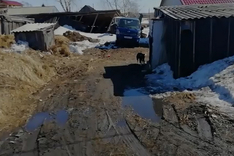 «На ногах висели куски мяса»: многодетную женщину едва не растерзала стая разъяренных псов на Камчатке