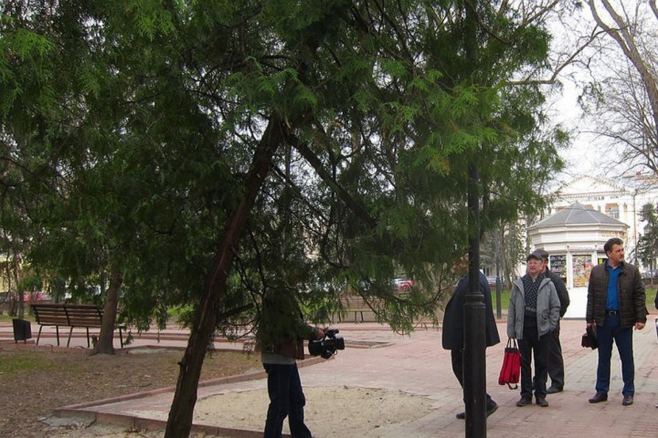 Специалисты отметили, что 90% деревьев нужно сохранить. А сиреневую аллею следует омолодить, высадив новые кусты.