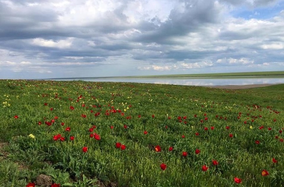 Цветение тюльпанов в весенней степи - чудо природы. Фото с сайта "Донской туризм".