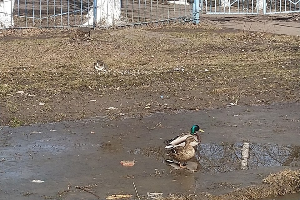 Пара уток сменила место жительства.