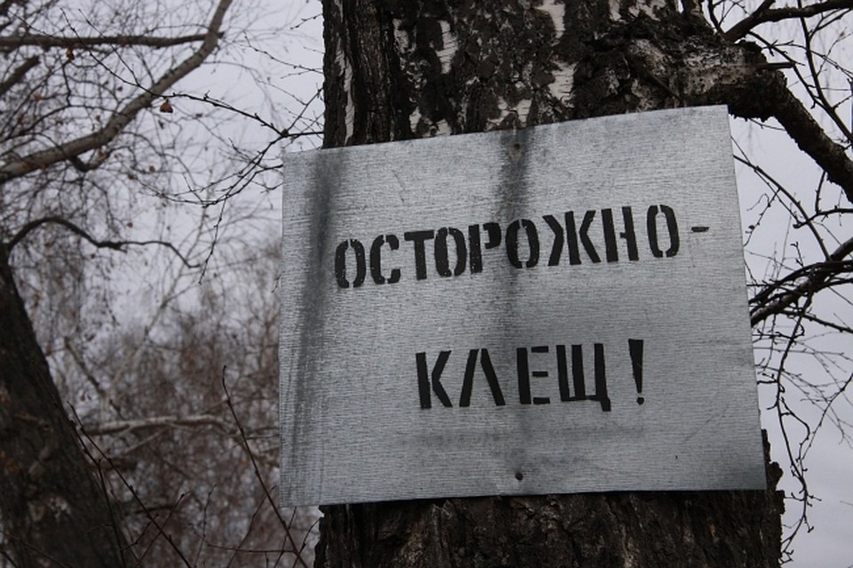 Будьте осторожны: в лесах сейчас много клещей.