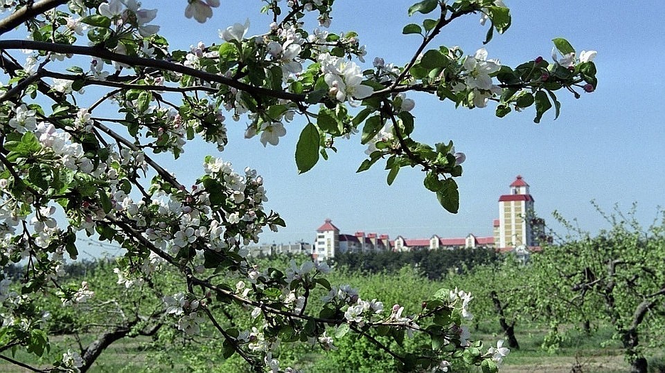 Осталось еще 56 гектаров яблоневых садов. Надолго ли?