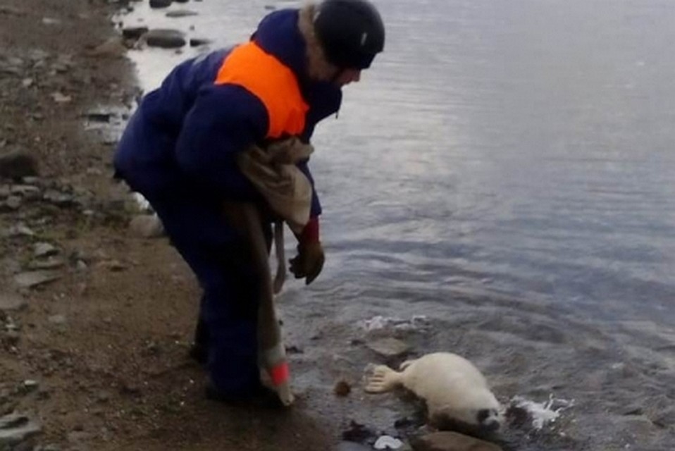 Пусть мама услышит: владелица зоопарка на Колыме приютила детеныша нерпы, который потерял родительницу и ждал помощи на берегу
