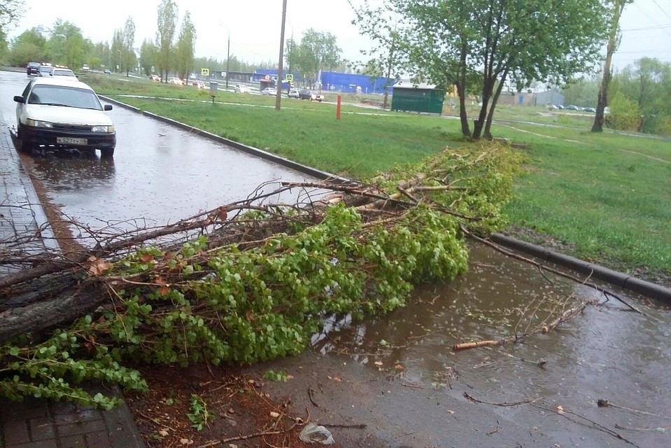 Дерево упало на дорогу
