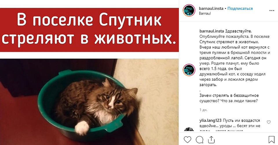 Кот