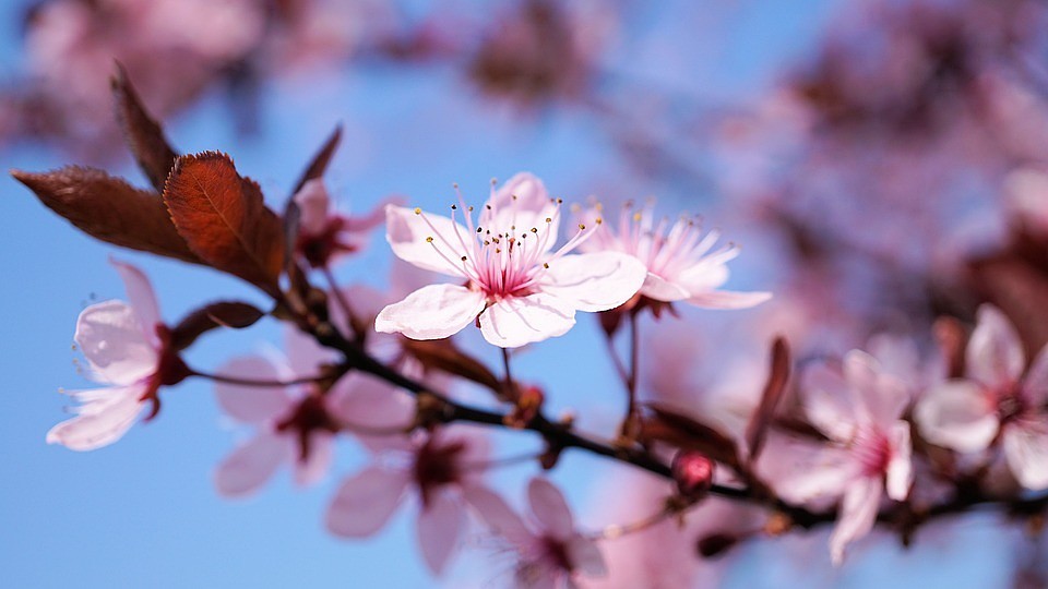 Фото: pixabay.com