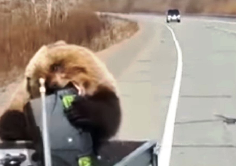 Ящик в зубы и - в лес! Кадр с видео.