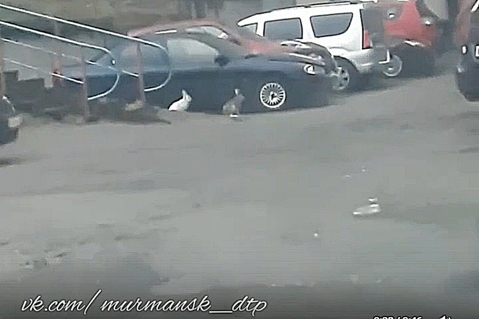 В Мурманске на улице Старостина куролесили дикие зайцы. Фото: Александр Смирнов