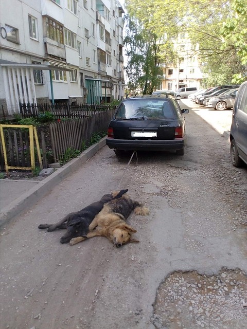 Люди уверяют, что эти собаки никому не мешали и были добрыми
