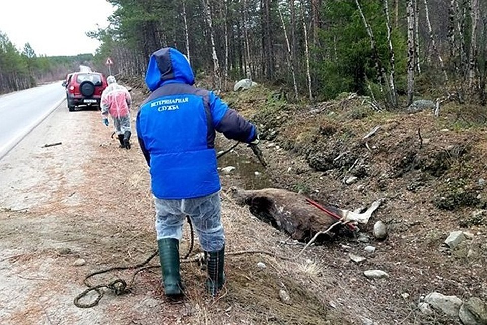 В Ловозерском районе трупы лосей лежали вдоль обочины. Фото: комитет по ветеринарии Мурманской области