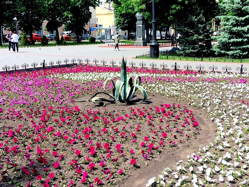 Агава внешне напоминает алоэ
